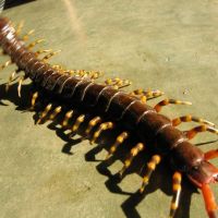 Scolopendra_Gigantea.jpg