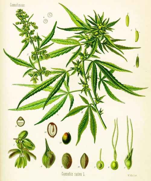 Archivo:Cannabis sativa.jpg